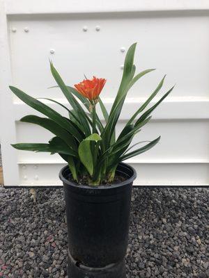 5gal clivia miniata