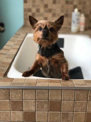 In between haircuts, my Yorkie gets baths here too.