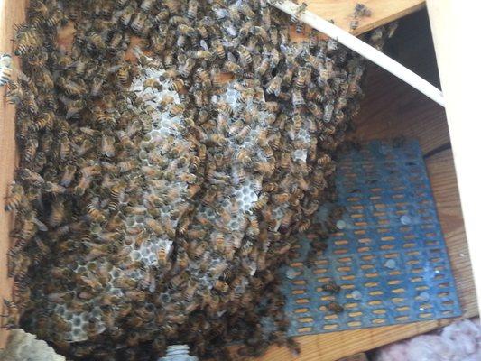 Honey Bee Hive found in a roofline