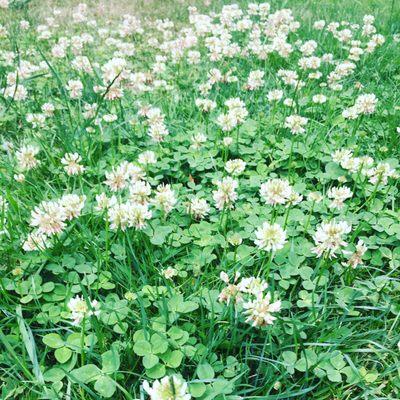 Clover seed