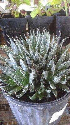 Aloe aristata