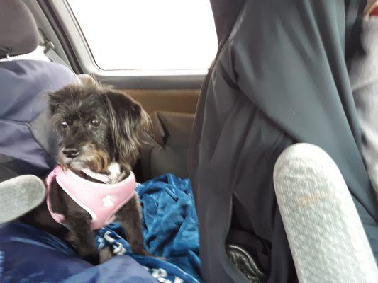 Sookie taking a car ride to walk in the park. She's always very thoughtful, pondering things, very smart.