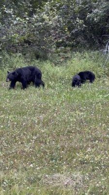 Bears near the airport.