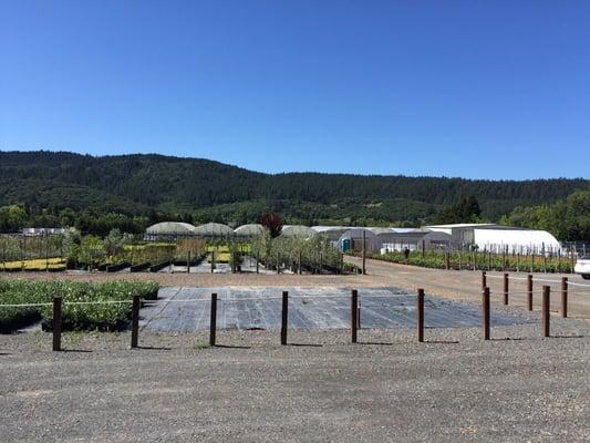 Some of the nursery near Santa Rosa.