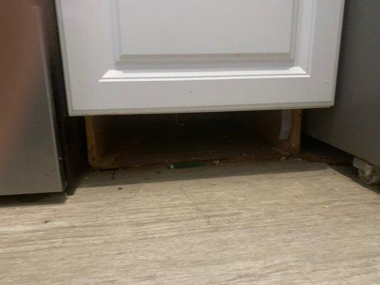 My cat particularly loves this disgusting spot under the cabinets.