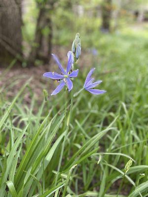 Camas Preserve nearby