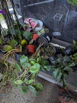 Since Hassett took over Ace Hardware at the point, they've let plants in the nursery fall into neglect.