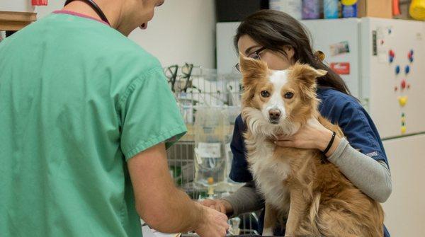 Sweet Maggie getting a checkup!