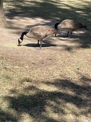 This park is filled with friendly ducks and geese who aren't afraid of people!