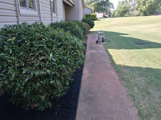 Black mulch and bushes trimmed for the satisfied customer!