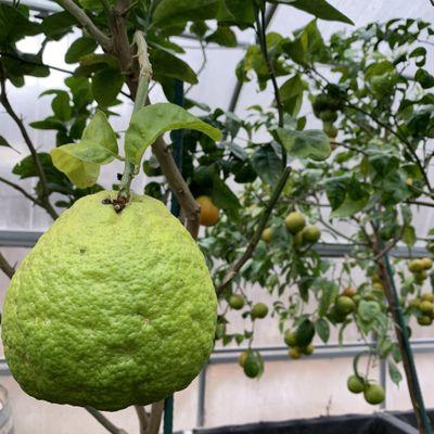 Citrus greenhouse (resource for ingredients)