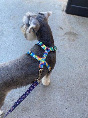 Handmade medium harness.