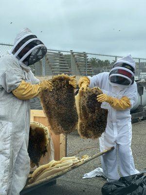 Bee removal on North Island Navy base.