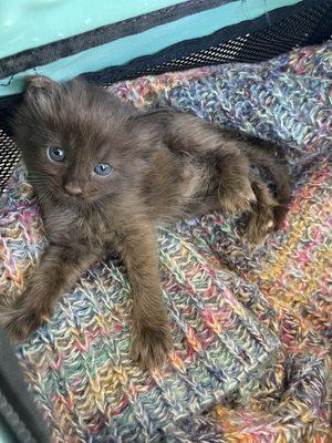 Canelita really loved her first vet visit .