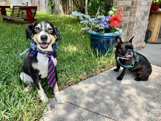 Leo & Stitch after Full spa treatment! They smell so good! Highly recommend Jared at A Hairy Situation!