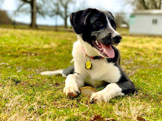 Good girl Millie taking a play break.