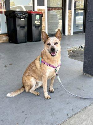 Outdoor patio dog friendly