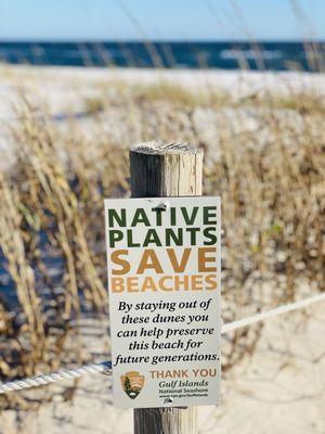 Native Plants save Beaches :)