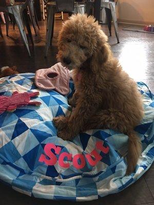 Sweet Scout LOVES her monogrammed bed from Party Cat!