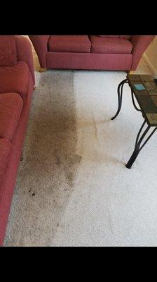 Carpet steam cleaning