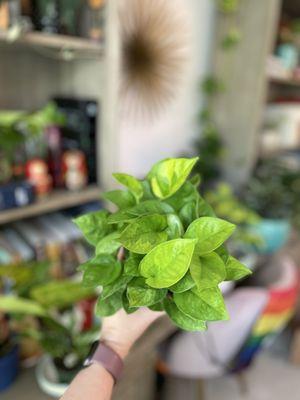 Pothos Emerald