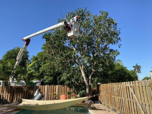 Canopy reduction, Pete recommended 30% max at once. My goal will be to make this tree more manageable over the years.