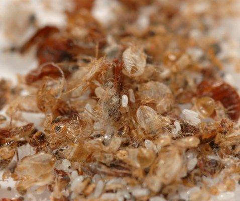 A clear tell tale sign of a bed bug infestation is shed skin from adult bed bugs.