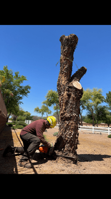 Large tree trunk