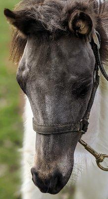 Amari has such an arabian head! What a sweet face!