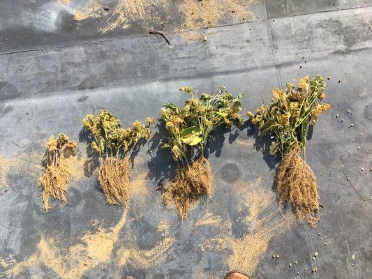 Green beans from growing experiment. Left to Right: 0, 1, 2, and 3 inches of compost in sand.