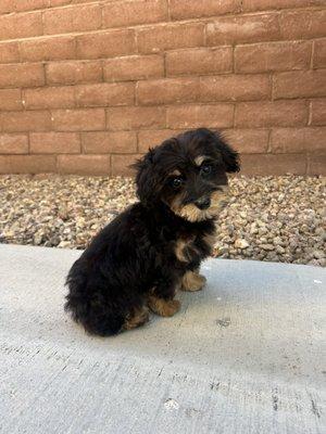 Teddy after his very first bath and tidy!