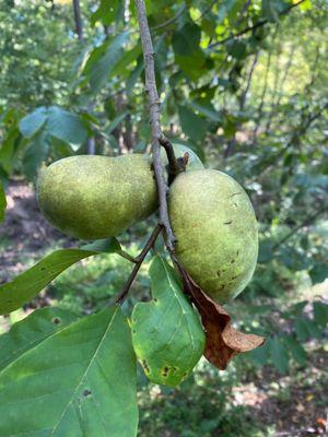 pawpaws