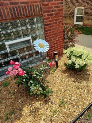 Hydrangea and rose bush