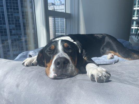 Nellie napping peacefully post surgery