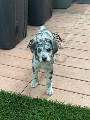 Aussiedoodle puppy