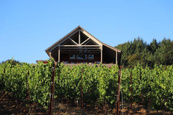 The Tasting Room looks upon summer in the vineyard. Dijon clone Pinot Noir grapes are planted just in front of the Tasting Room.