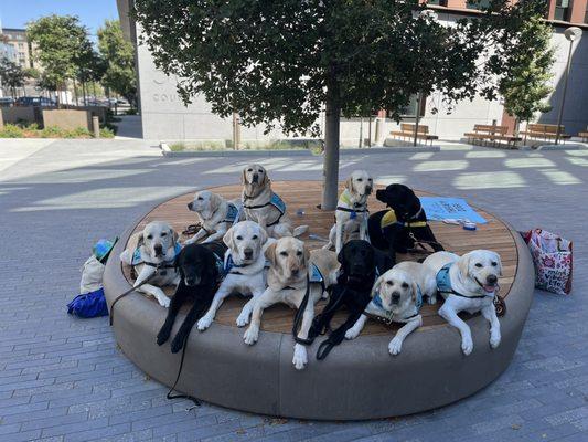 Visit with the best in the business. Comfort dogs unite.