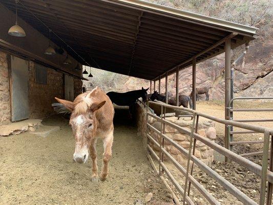 2.2.2022 at Phantom Ranch