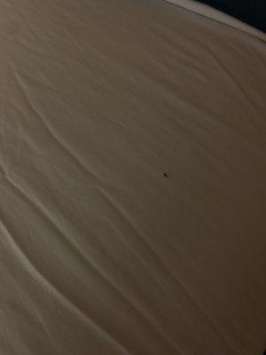 A roach on the bed dirty sheets