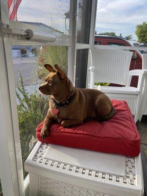 This is RUFUS. He LOVES going to get his "GROOM GROOM " treat