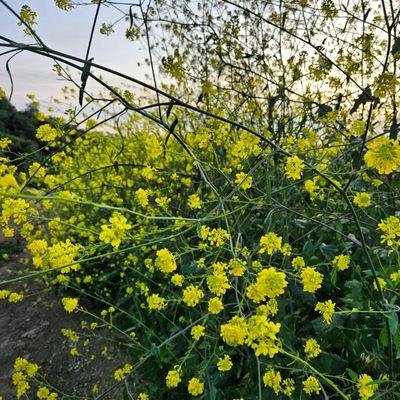 They're everywhere after the rain.  Taller than me.