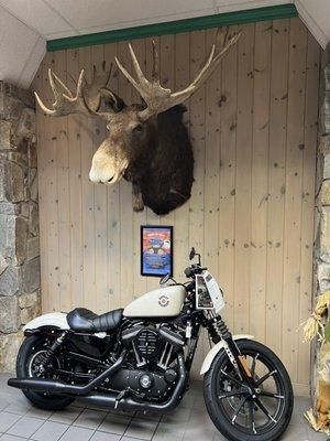 Big Moose Harley-Davidson