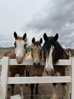 Big Horn Stables