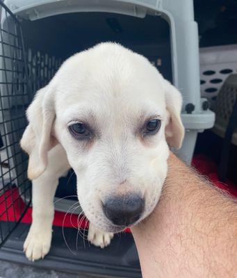 Snowy Pines White Labs