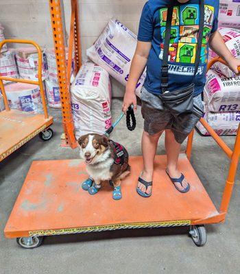 My son and his service dog training. This is to help the service dog get used to carts if necessary.