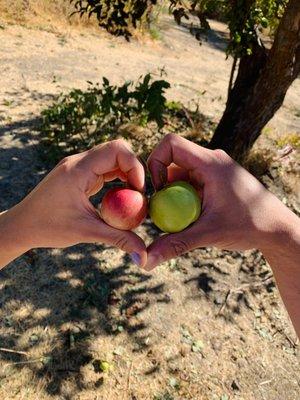 We found a few mini apples! So cute!