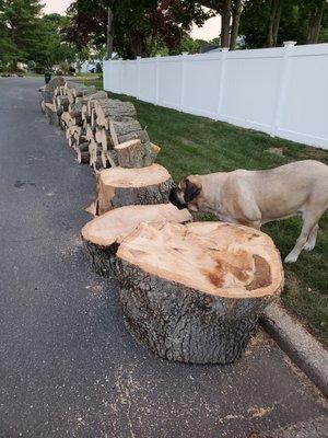 My huge dog is dwarfed by the pieces Mike Lyons left behind