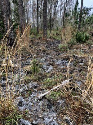 Hog damage on a trail