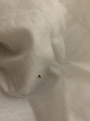 Bed bug in room 147