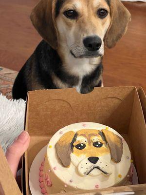 Millie and her barkshop cake!